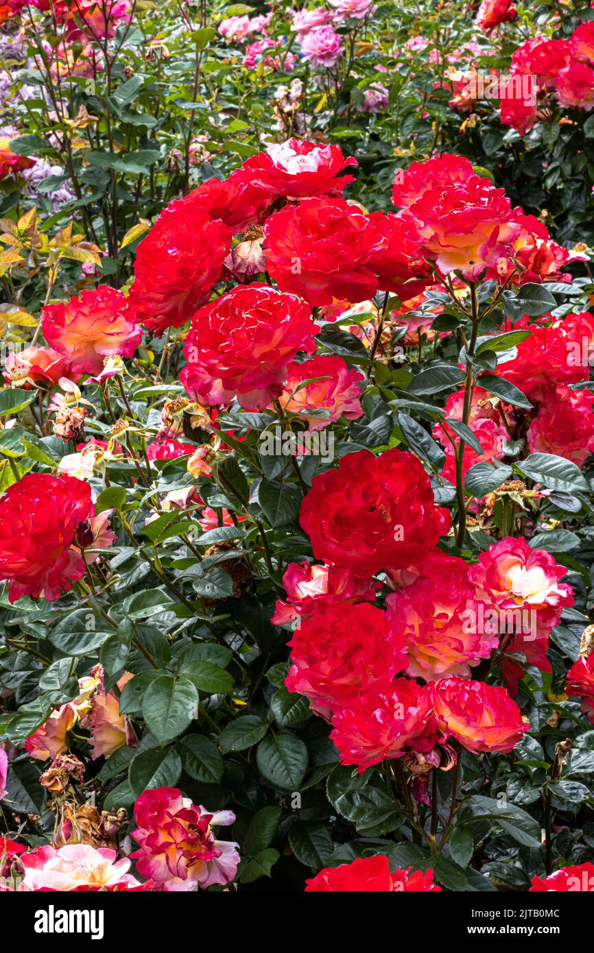 Flowers of ‘Colorific’ Floribunda Rose Stock Photo