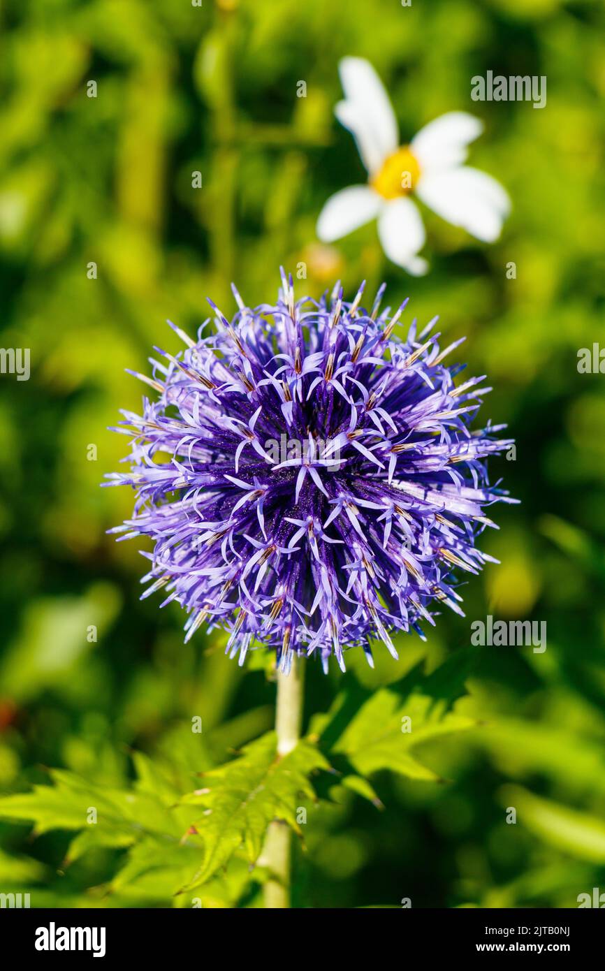 Echinops Banaticus blue globe thistle flower Stock Photo