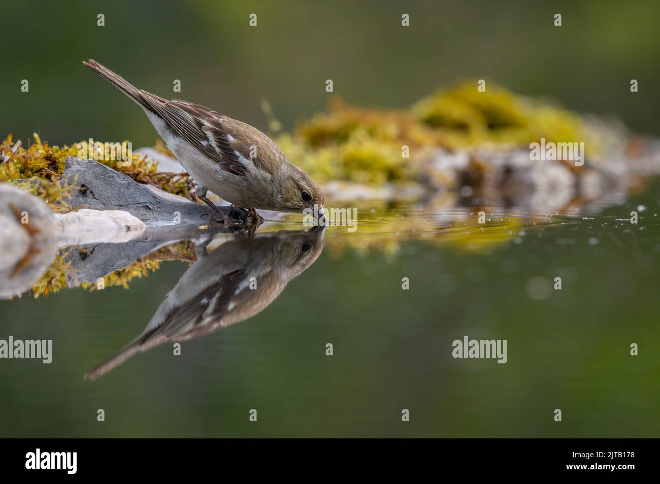 Female Chaffinch drinking water in a pool with perfect reflection Stock Photo