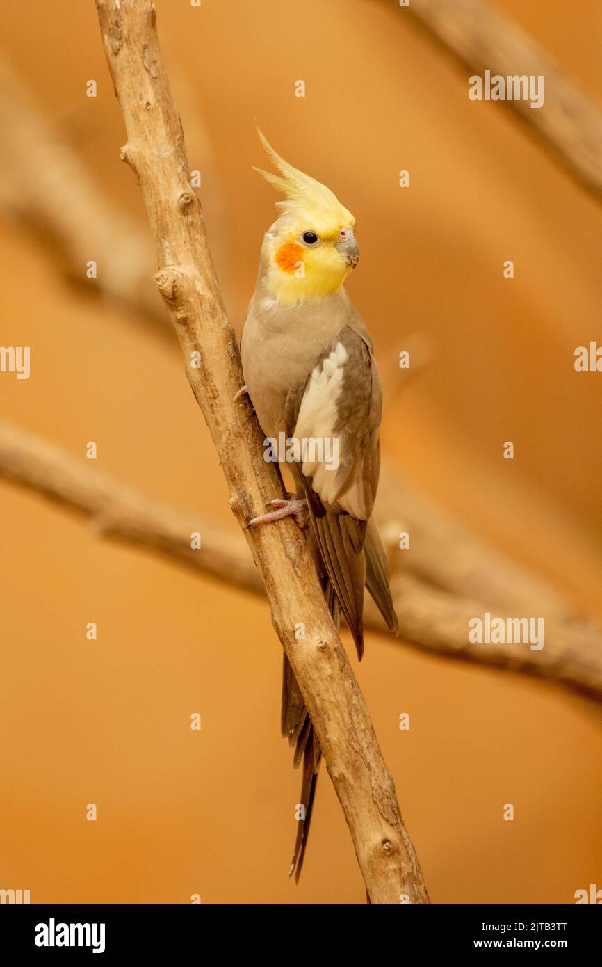 A cockatiel (Nymphicus hollandicus) perched on a branch Stock Photo - Alamy