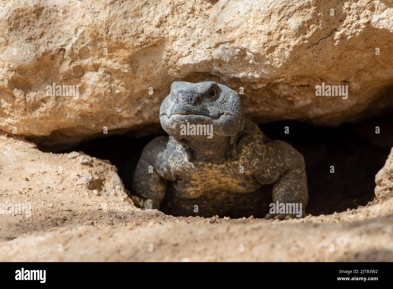 A green Leiptien's Spiny Tailed Lizard (Uromastyx aegyptia leptieni) close up peering out of the rocks. Stock Photo