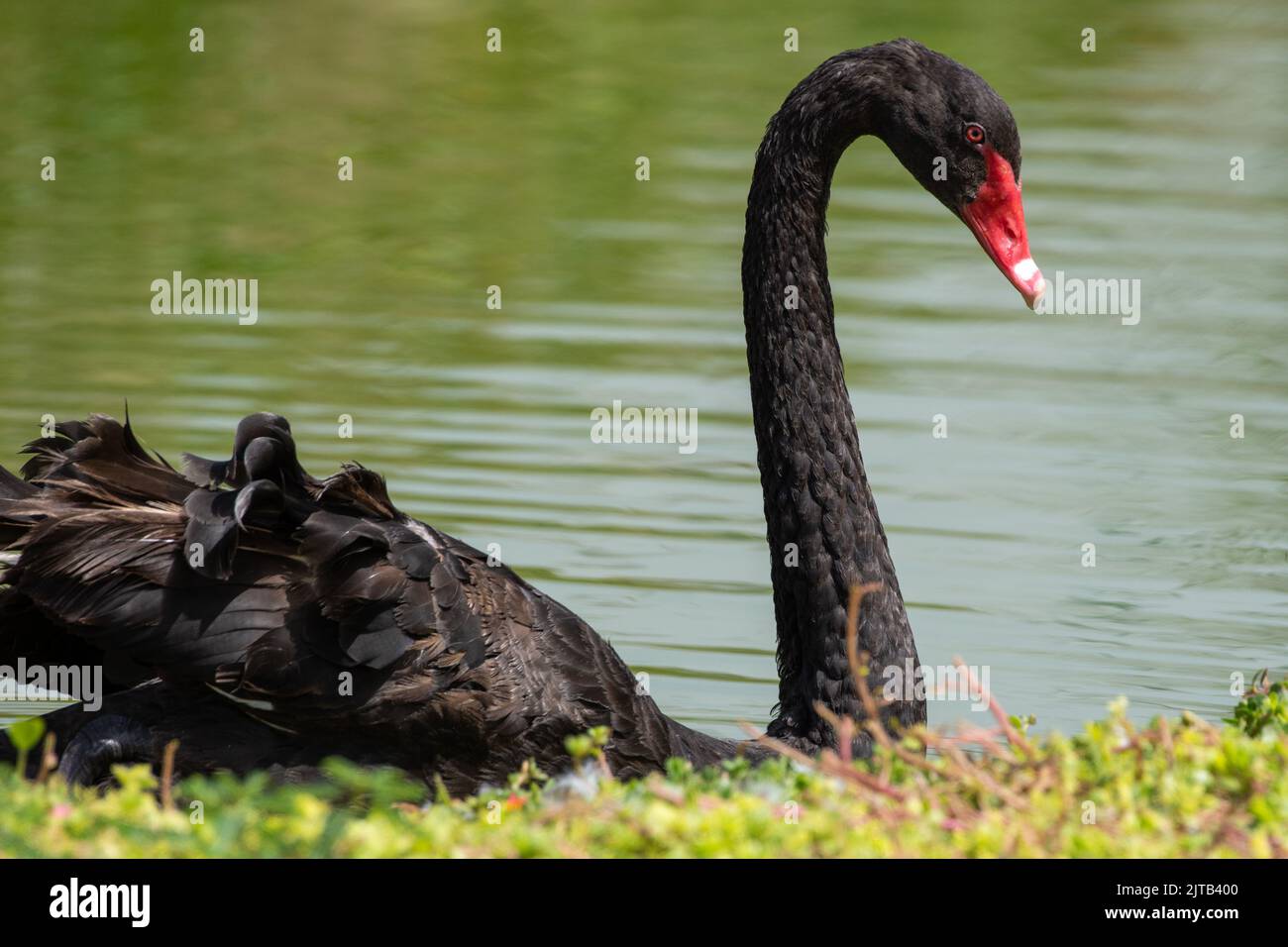 An introduced Black Swan  (Cygnus atratus) swimming at Dubai Safari Park Stock Photo