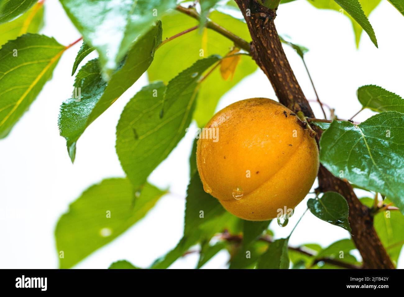 Apricottree hi-res stock photography and images - Alamy