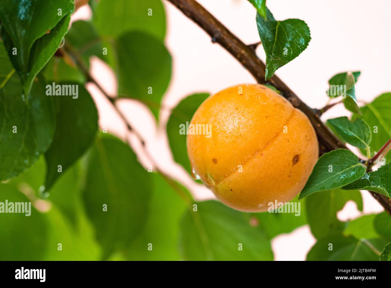 Apricottree hi-res stock photography and images - Alamy