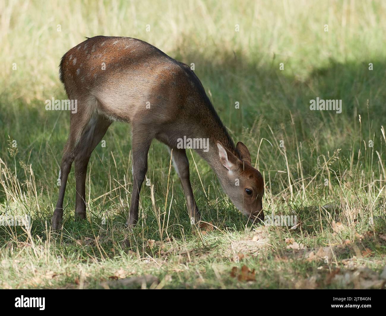 Sika deer in its natural habitat in Denmark Stock Photo