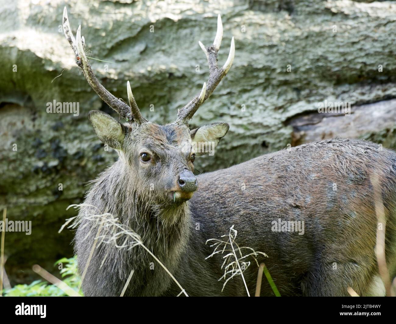 Sika deer in its natural habitat in Denmark Stock Photo