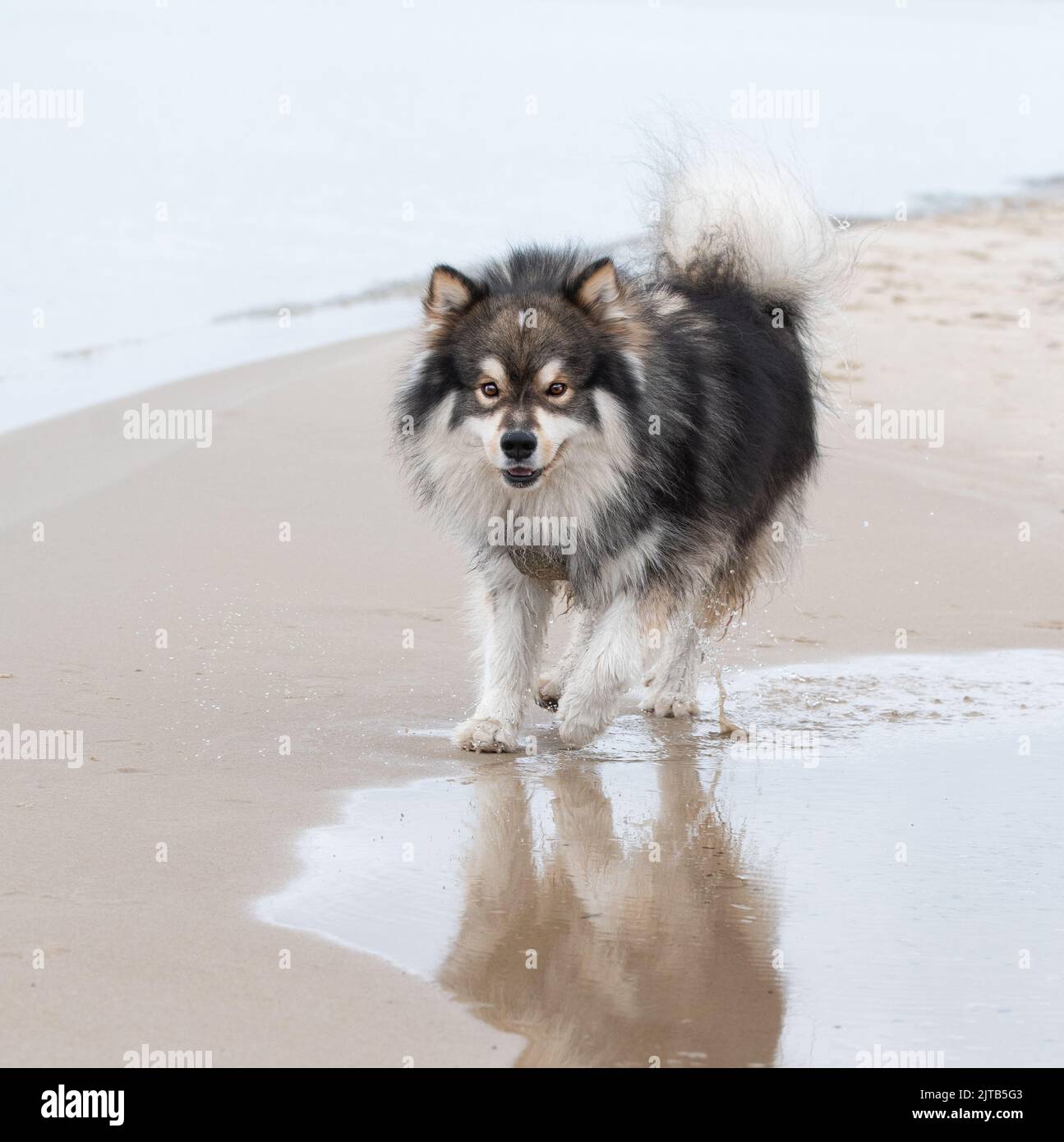 Portrait of a young Finnish Lapphund dog on the beach Stock Photo - Alamy