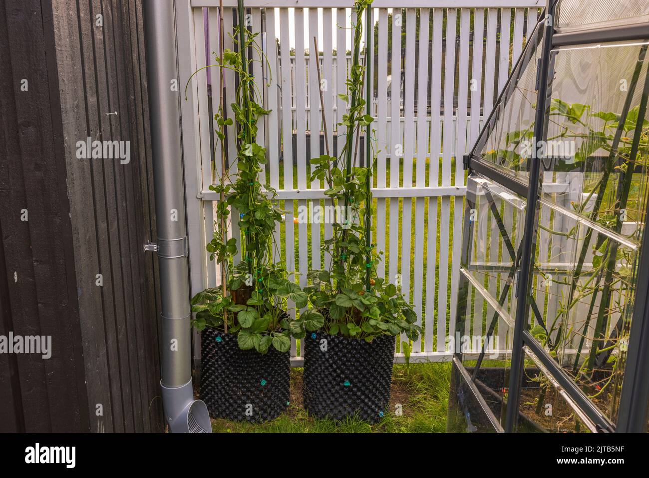 Beautiful view of garden with greenhouse and climbing plants of