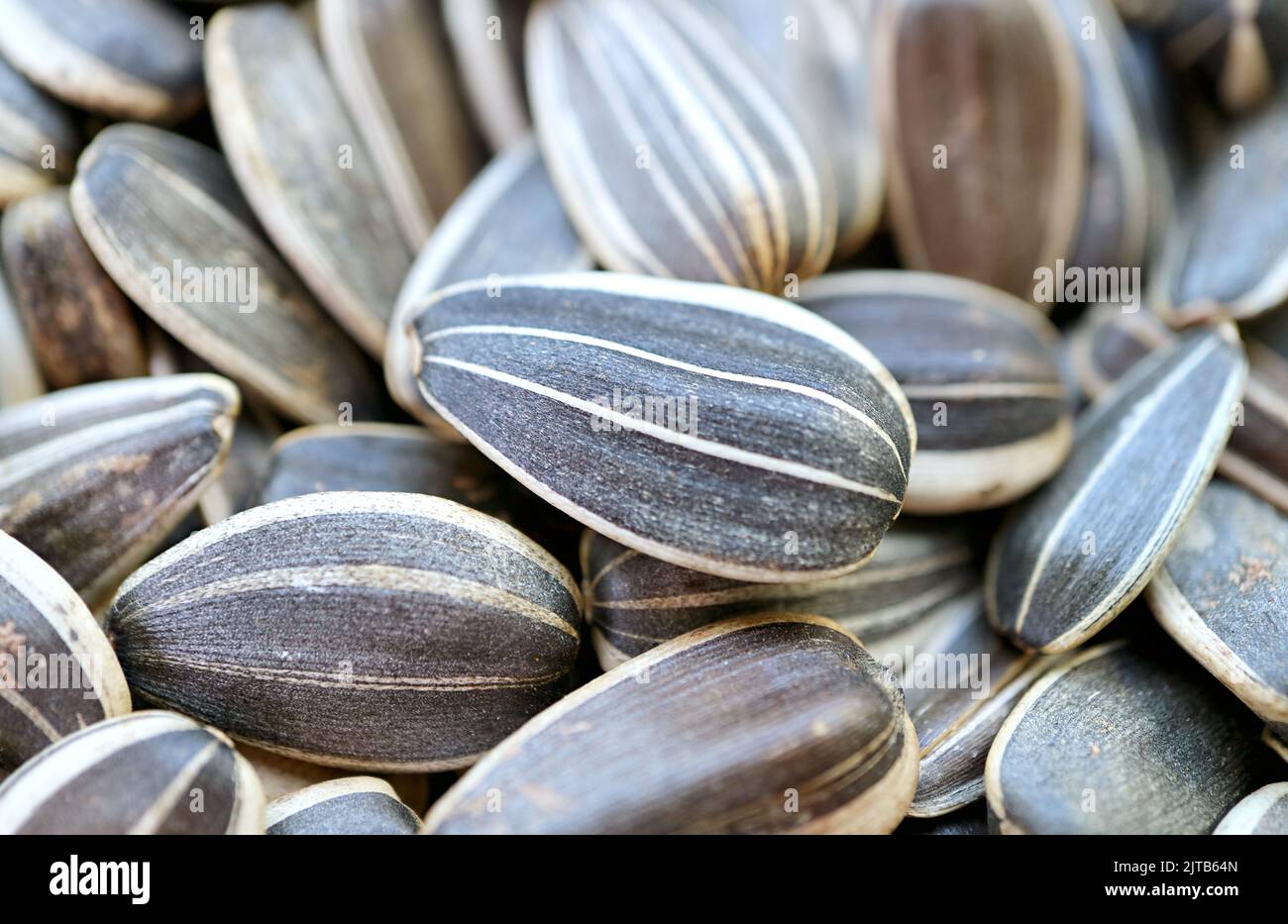 Closeup of raw sunflower seed hulls pattern and texture Stock Photo Alamy