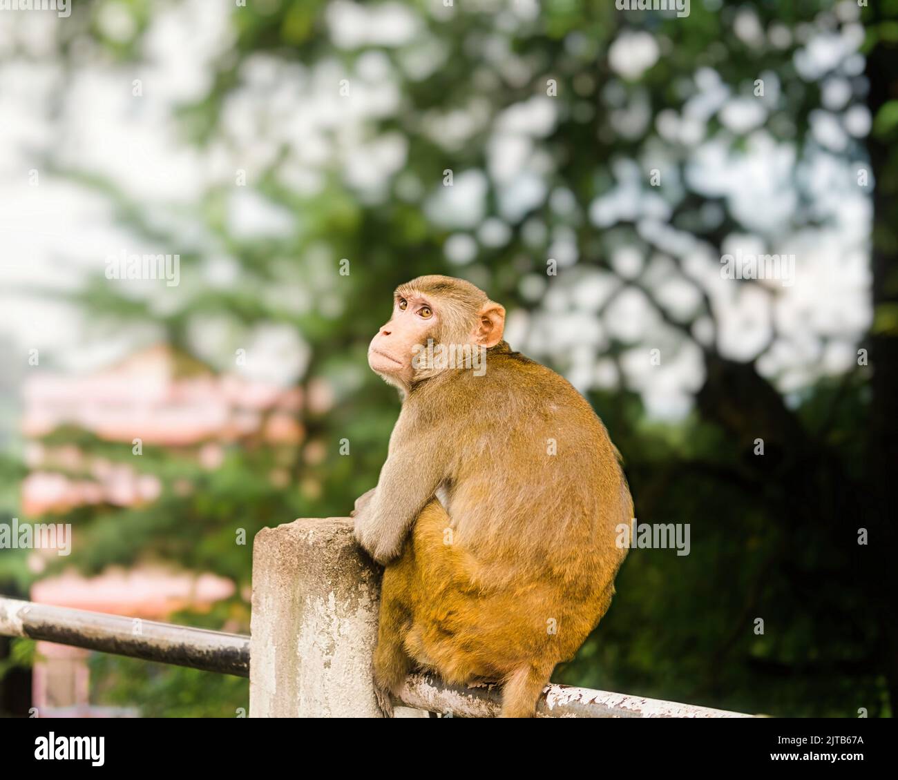 Portrait of a Monkey looking away in Guwahati, Assam Stock Photo