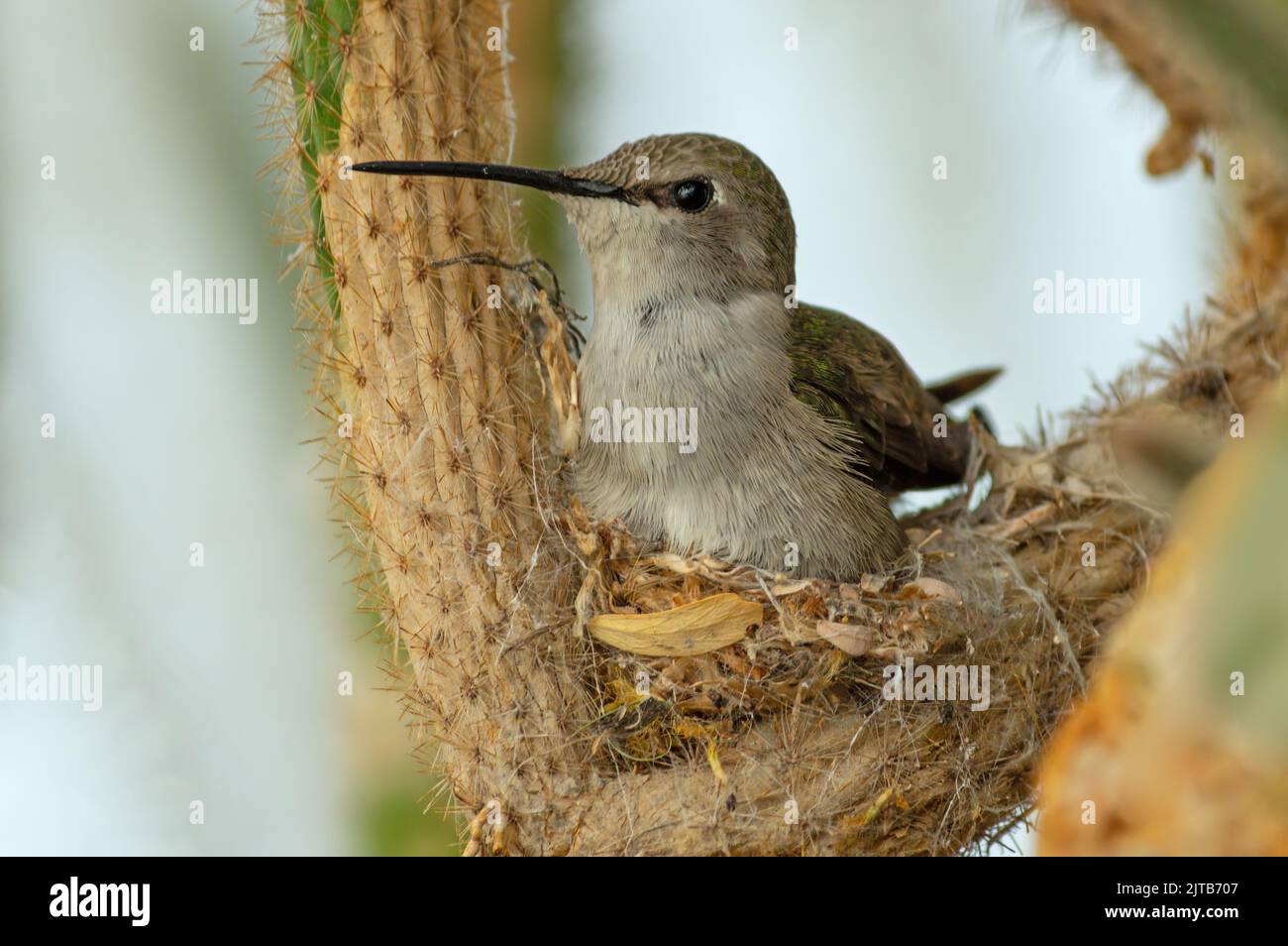 Hummingbird shown on nest brooding. Stock Photo