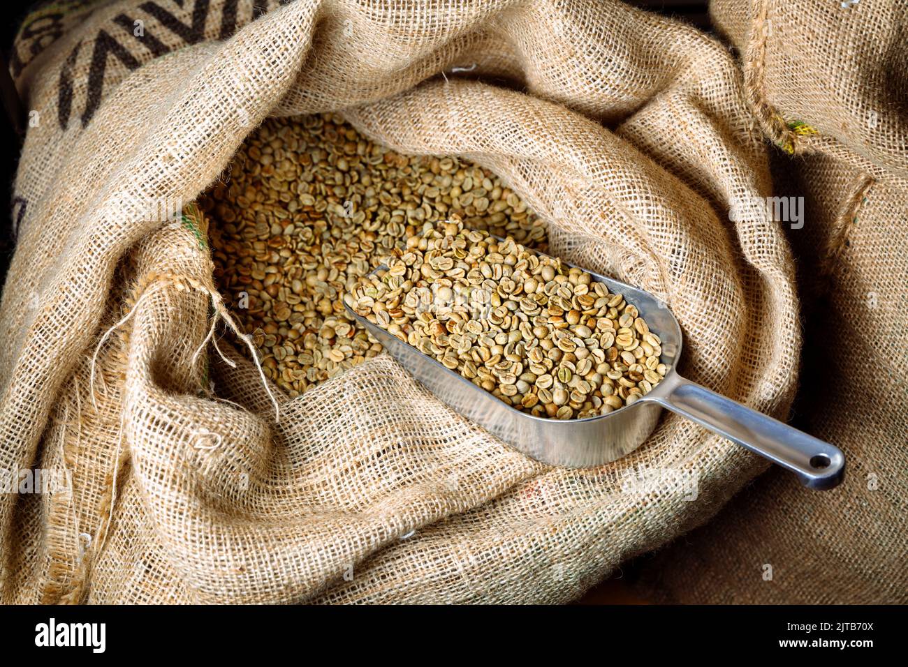 Green, unroasted coffee lies in burlap bags. There is a scoop in the bags to sprinkle grain. Stock Photo