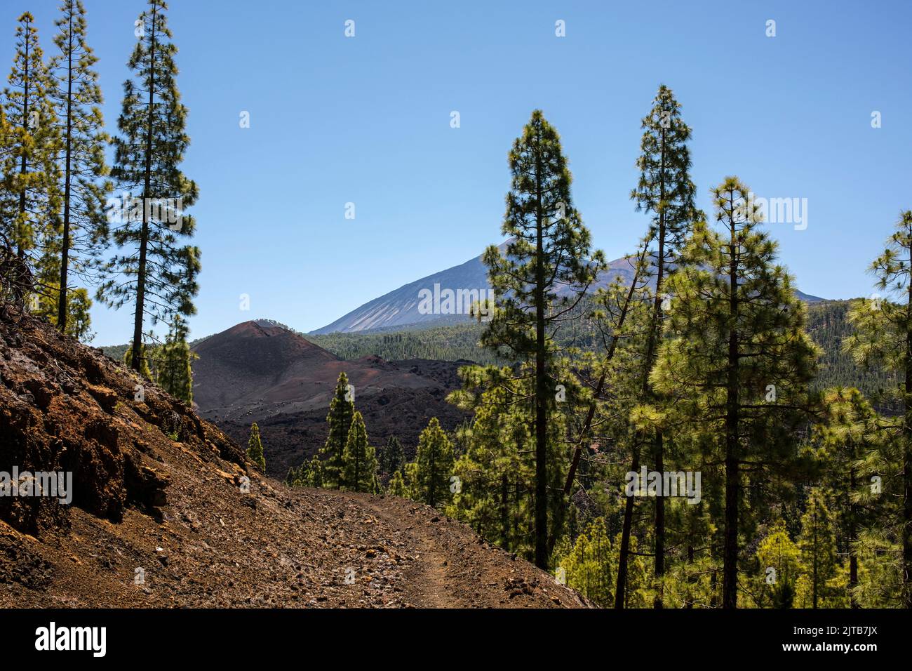Canarian pine trees, pinus canariensis, in the pine forest near to Chinyero, Tenerife, Canary Islands, Spain Stock Photo