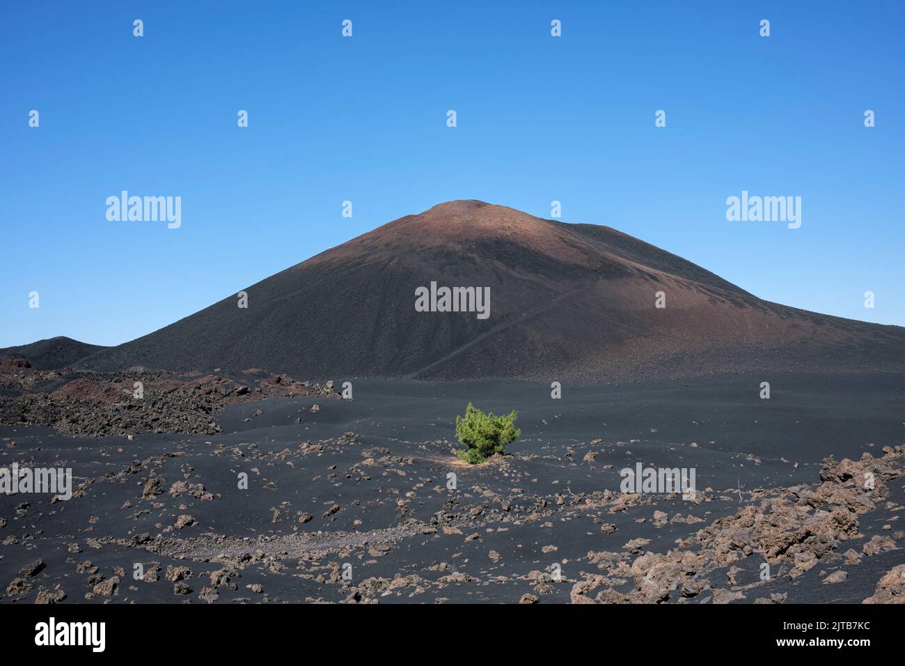 The black volcano of Chinyero and a lone Canarian pine tree growing in the volcanic soil, Tenerife, Canary Islands, Spain Stock Photo