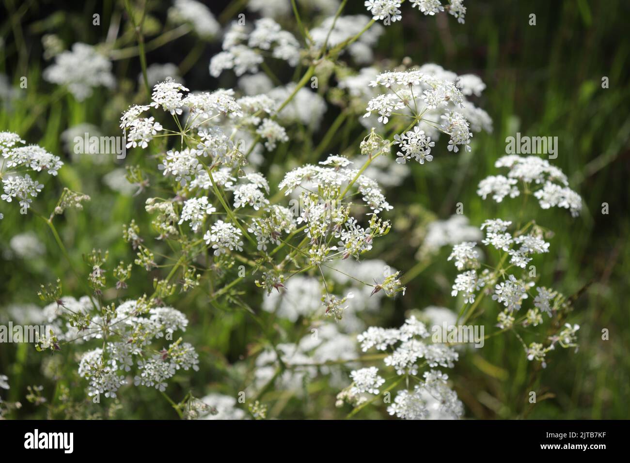 White cow parsley flowers growing in the field Stock Photo Alamy