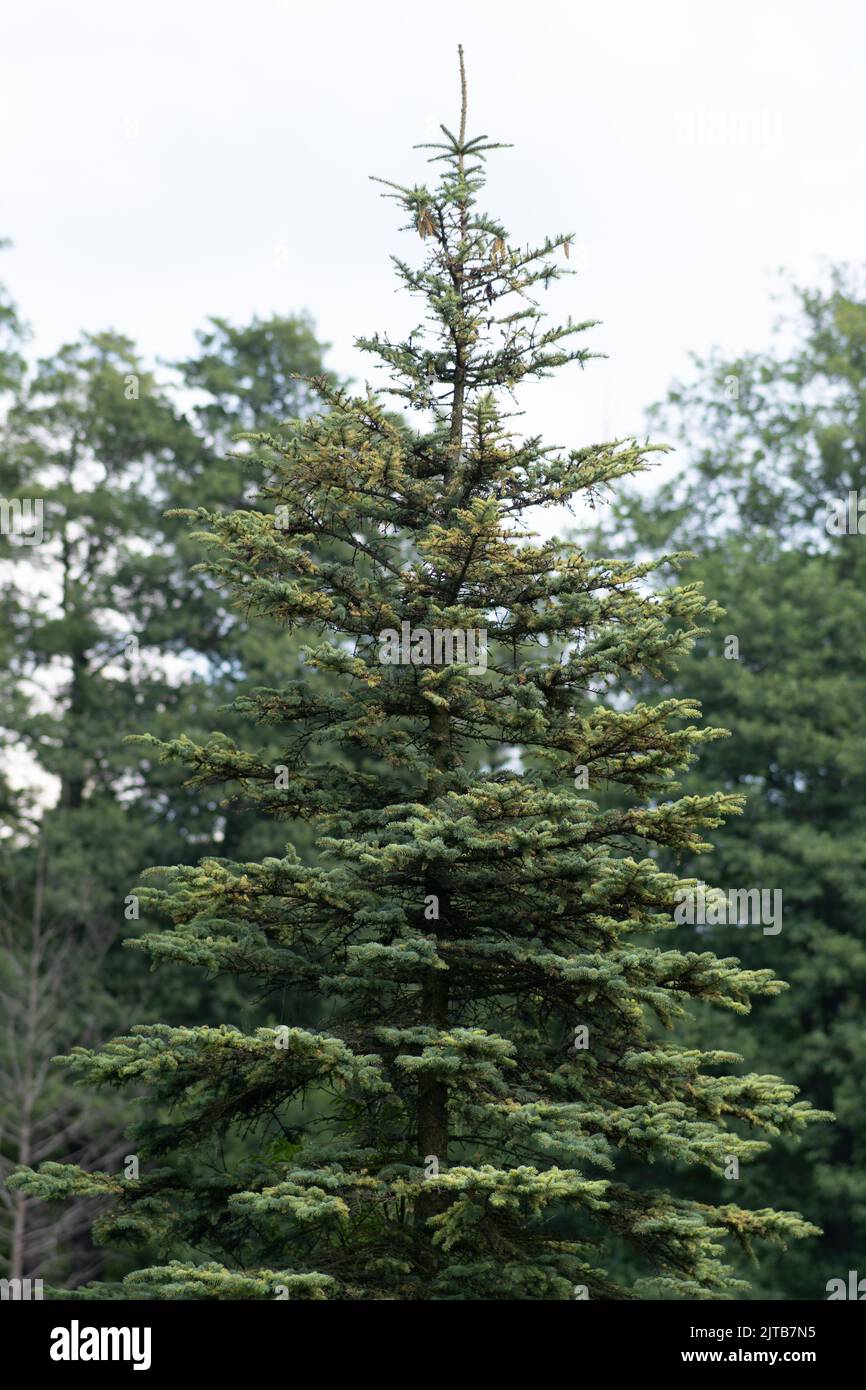 Green valley fir tree hi-res stock photography and images - Alamy