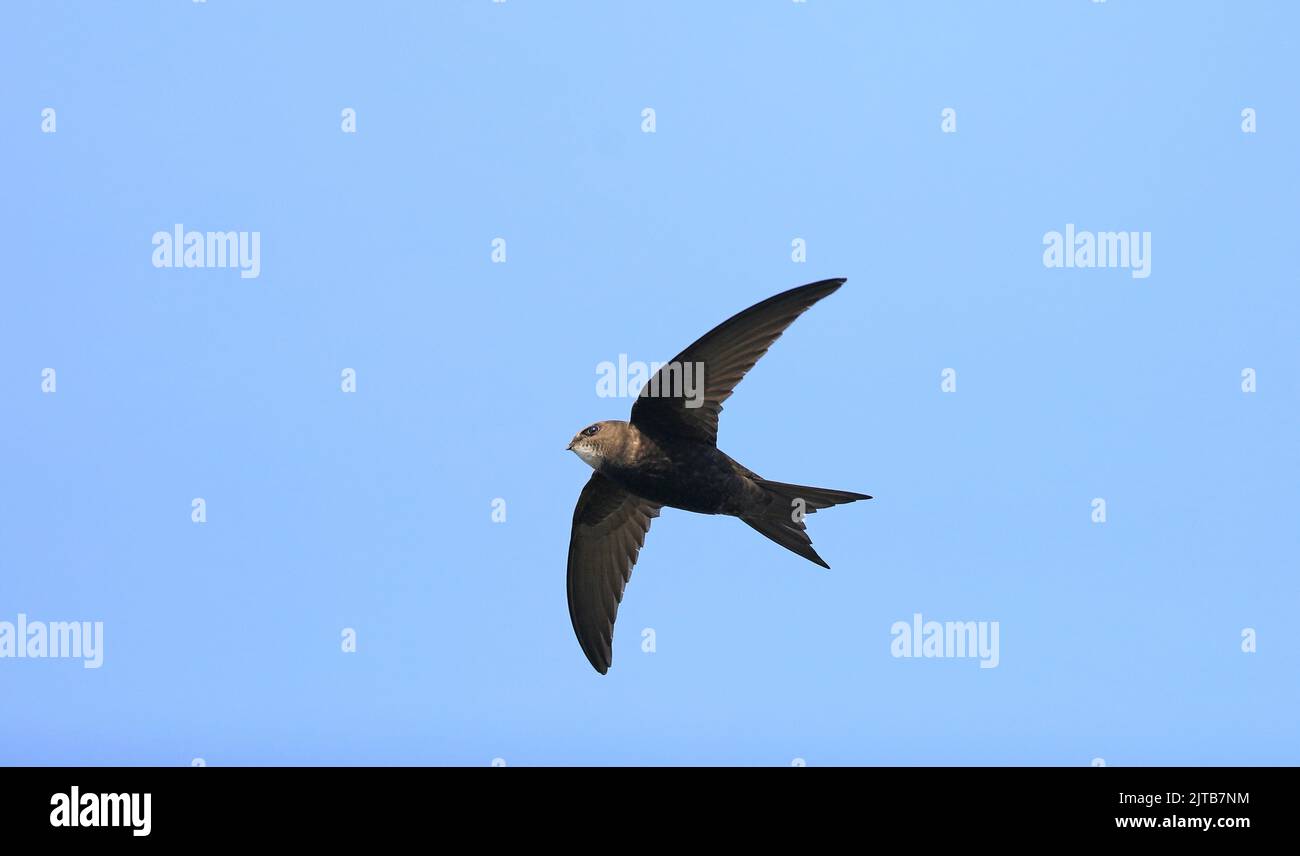 Swift, Apus apus, flying under blue sky Stock Photo