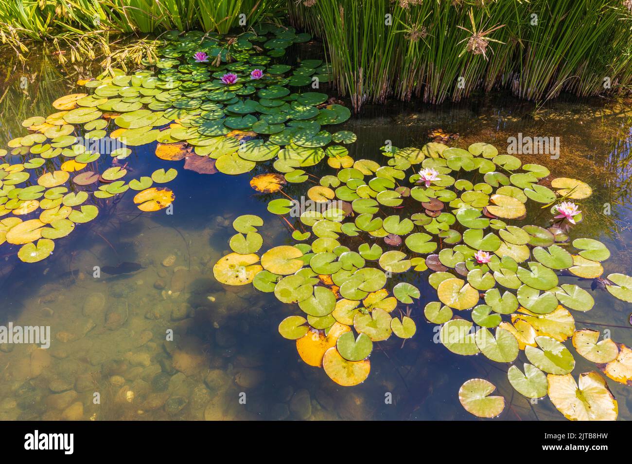 Blooming lilies in the pond Stock Photo