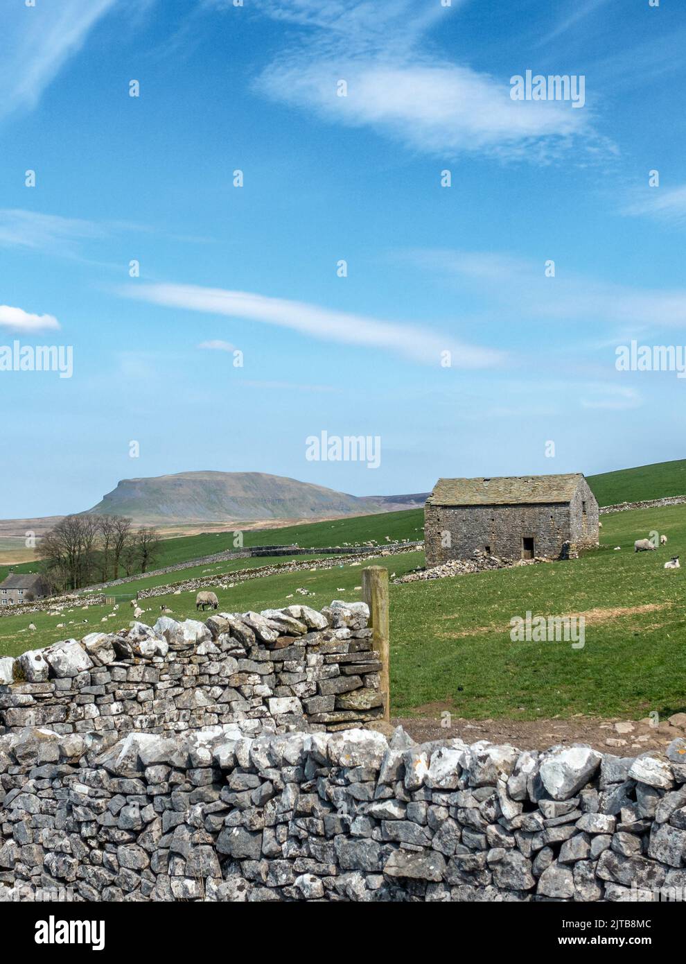 View from Henside Road from Malham Moor, looking at Pen-y-ghent mountain and an old stone barn, Yorkshire Dales National Park, England, UK Stock Photo
