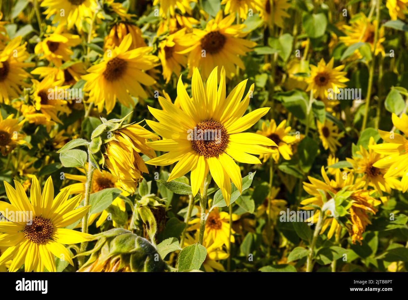 Close up of an agricultural field with yellow sunflowers Stock Photo