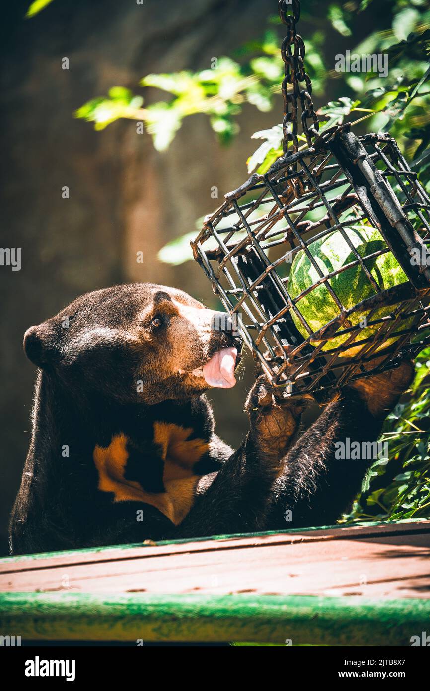 A vertical shot of a sun bear reaching for a watermelon in a cage with