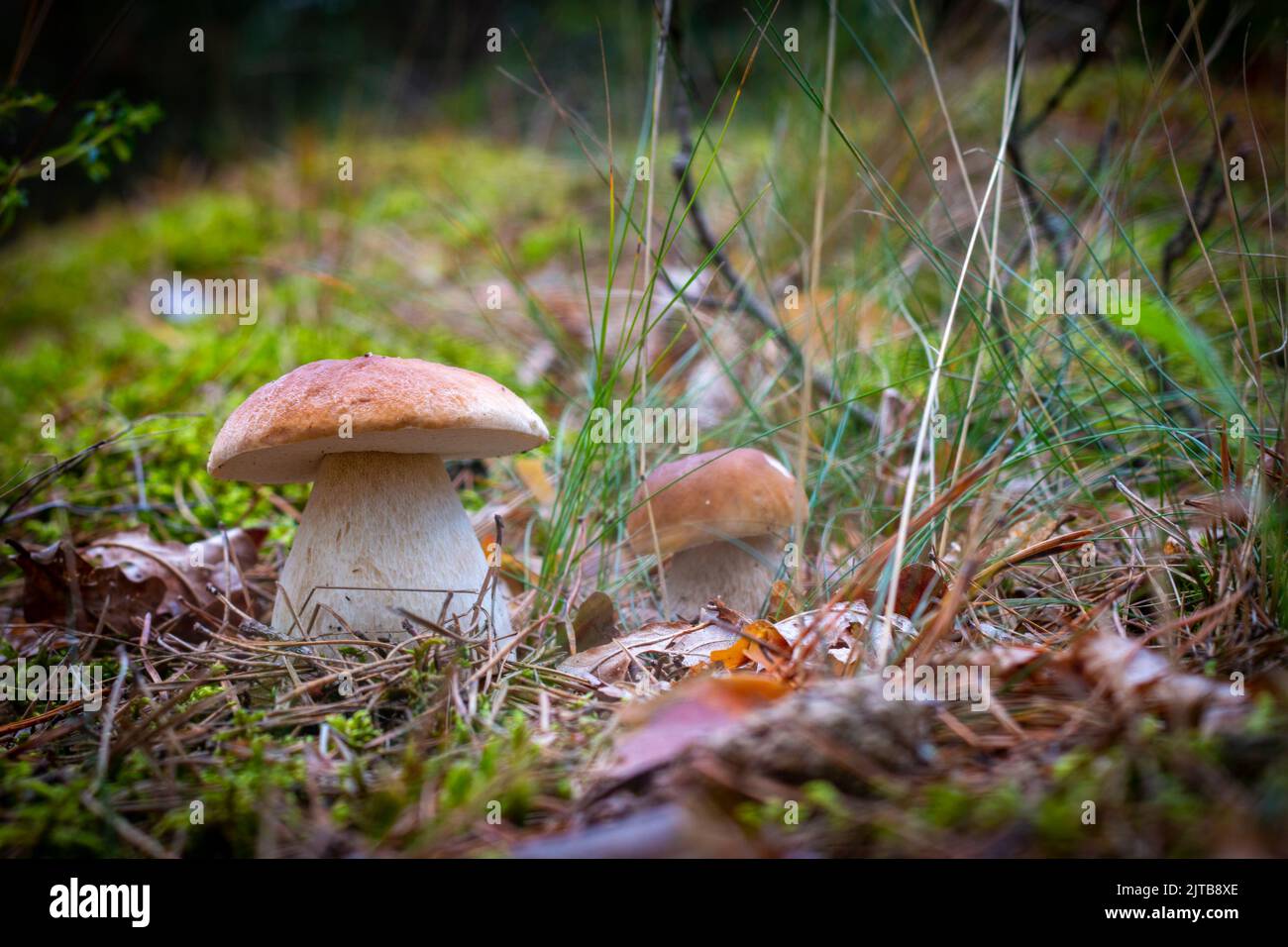Season two porcini white mushrooms grow in wood. Autumn season pick up
