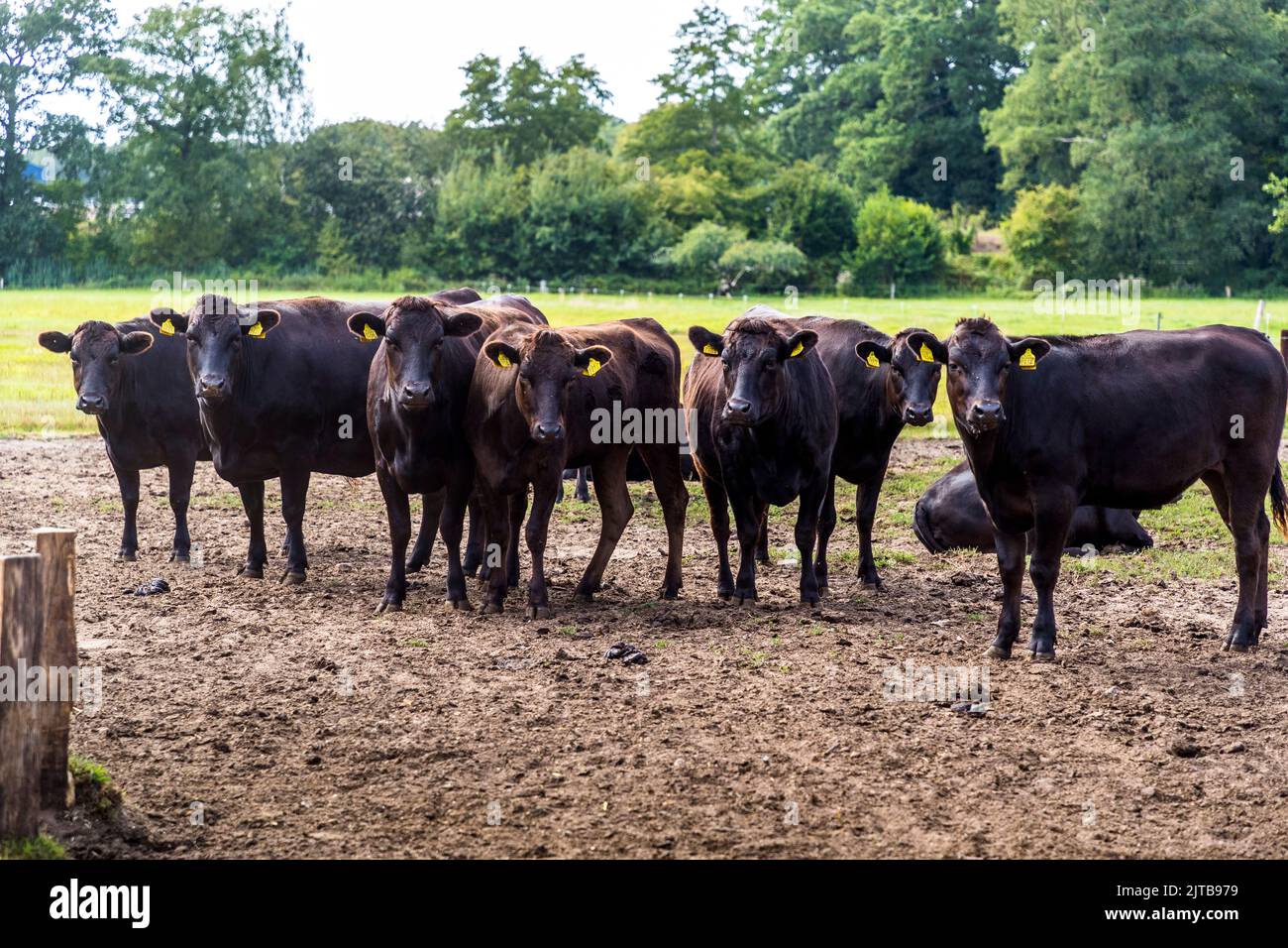 Wagyu Farm in Hof van Twente, Netherlands Stock Photo