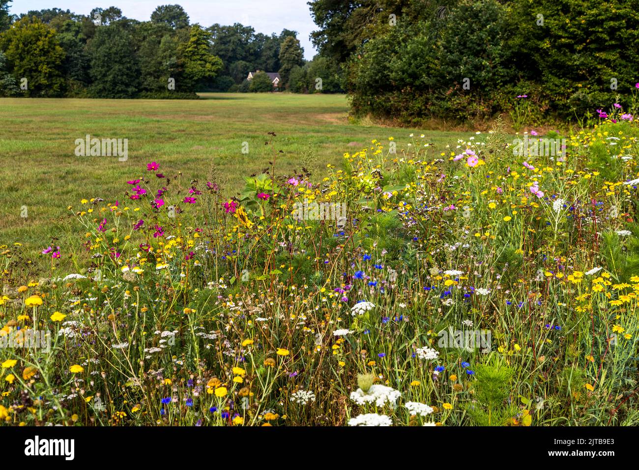 Diversity by the wayside. Blooming strip of wildflowers line the fields around Twickel Castle. Flowering verge on a meadow and a farm in the background at Hof van Twente, Netherlands Stock Photo