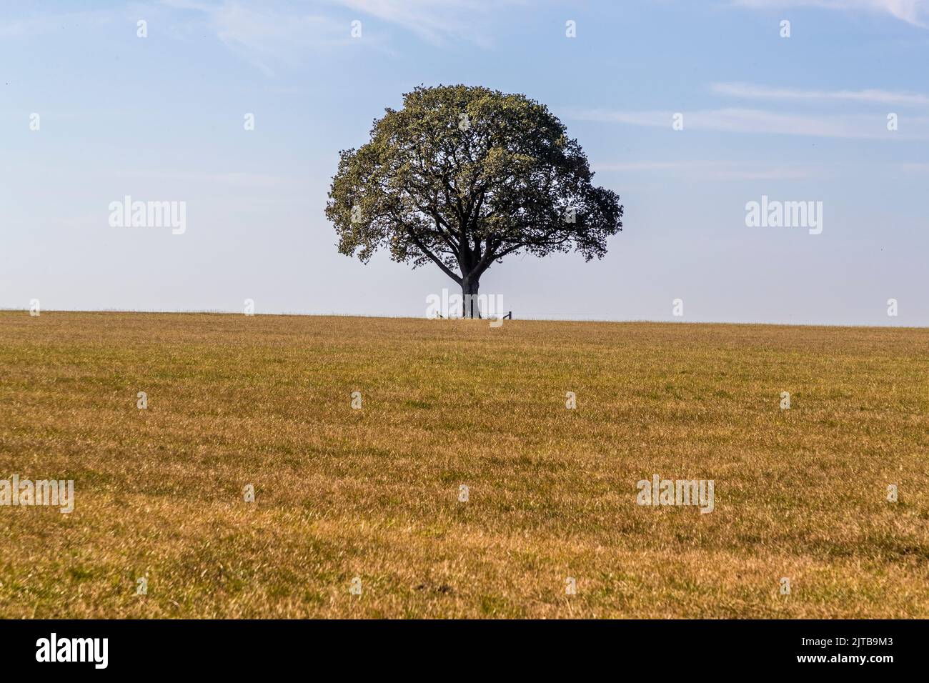 Single oak tree in stubble field. Ambt Delden, Netherlands Stock Photo ...