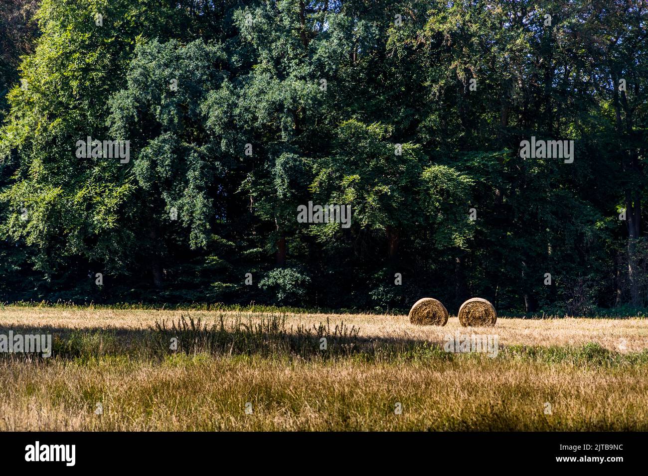 Straw rolls on a stubble field in the forest. Ambt Delden, Netherlands Stock Photo