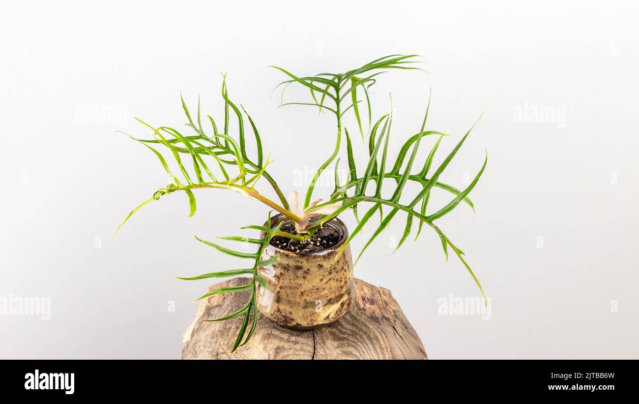 Philodendron Bipinnatifidum Tortum is a rare aroid house plant with