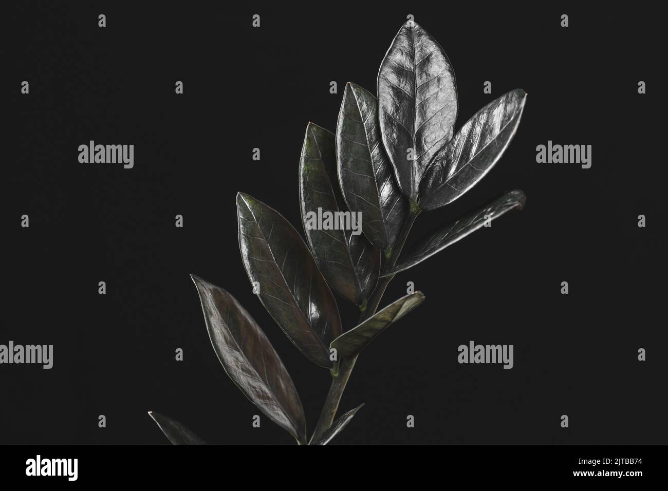 Zamioculcas Zamiifolia Raven, potted house plant with black leaves over black background with copy space. Spooky dark plants collection Stock Photo