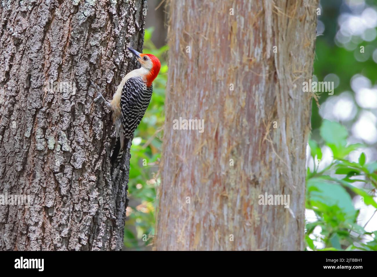 A beautiful shot of male red-bellied woodpecker clinging to a large tree trunk Stock Photo