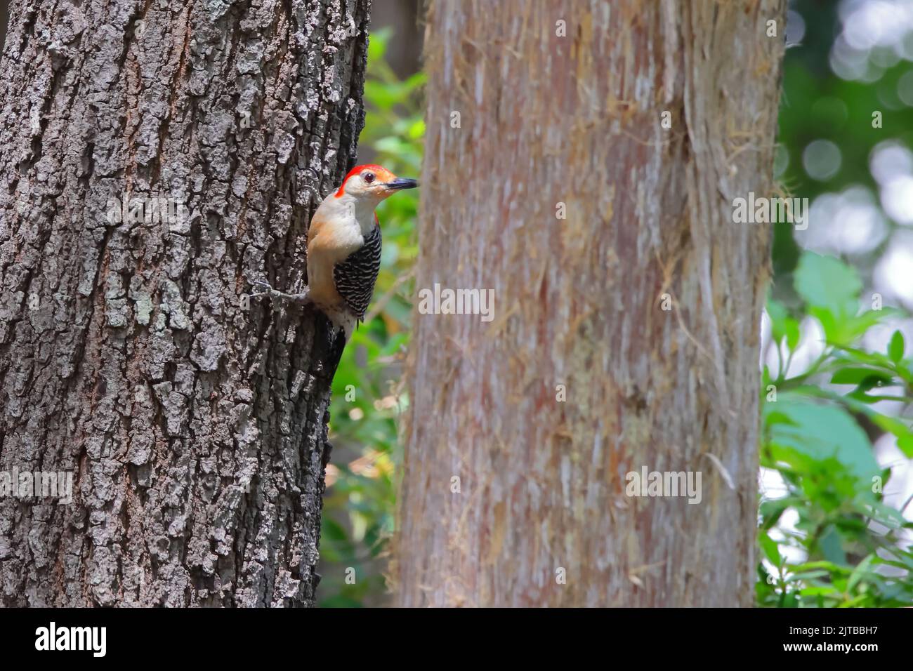 A male red-bellied woodpecker clinging to a large tree trunk about to fly Stock Photo