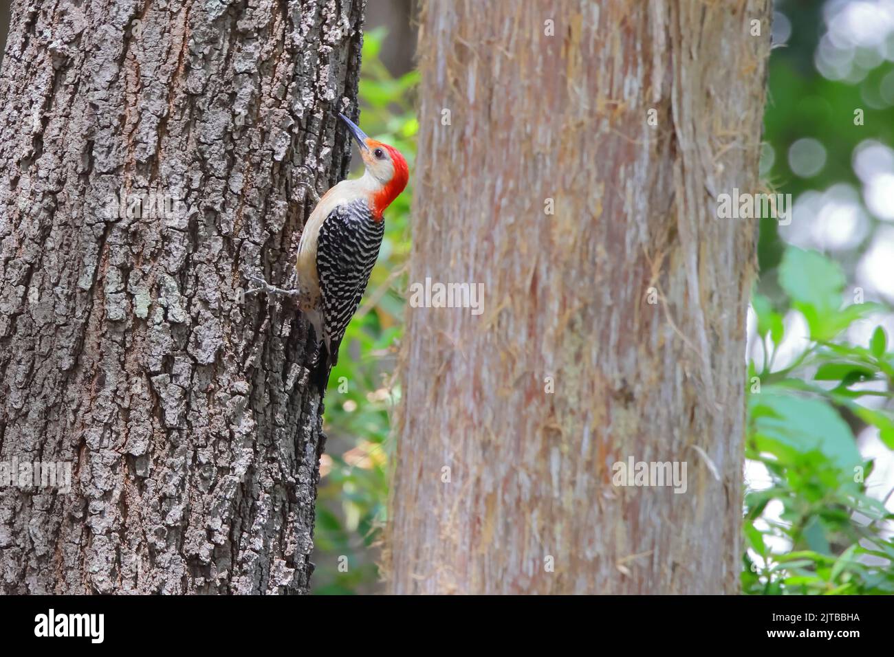 A male red-bellied woodpecker clinging to a large tree trunk Stock Photo