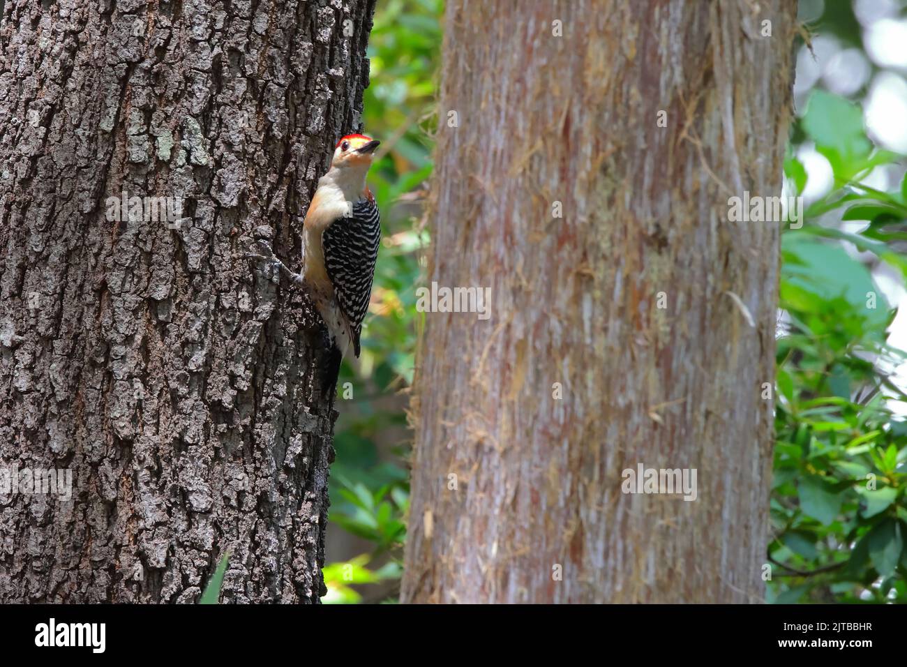 A red-bellied woodpecker clinging to a large tree trunk Stock Photo