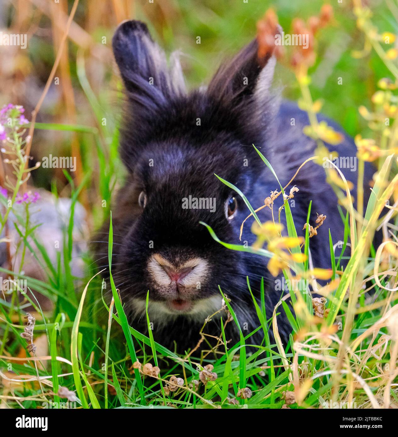 Cute lionhesd pet rabbit in garden Stock Photo Alamy