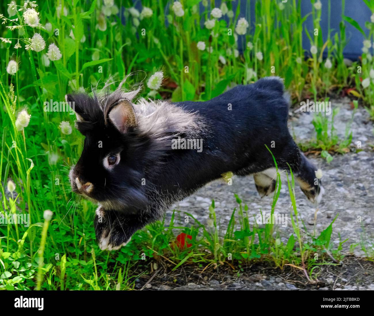 Lionhead rabbit jumping outdoors Stock Photo