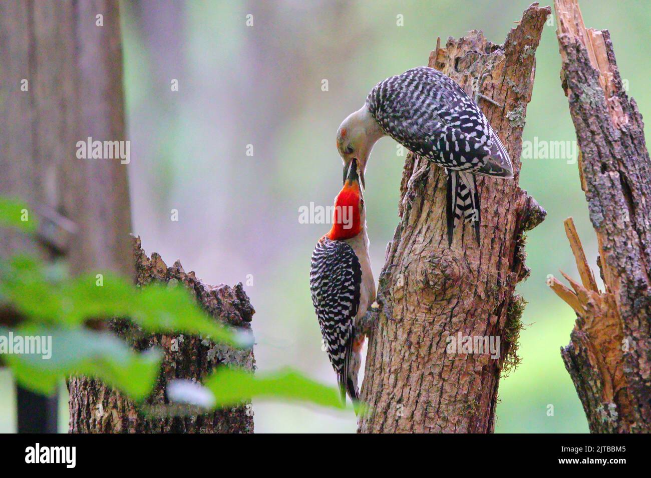 A male red bellied woodpecker clinging to broken tree trunk feeding his female Stock Photo