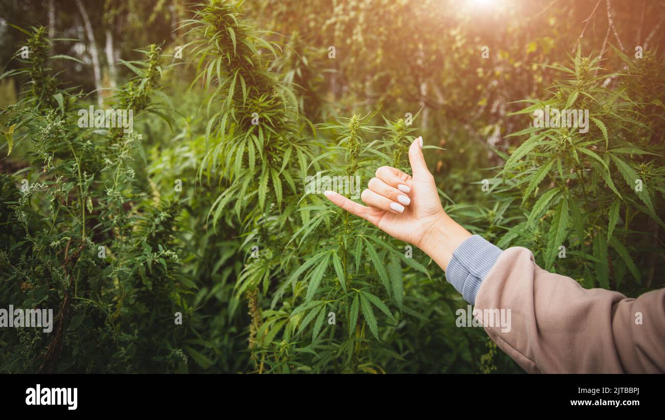 Shaka hand gesture on cannabis bushes background Stock Photo - Alamy