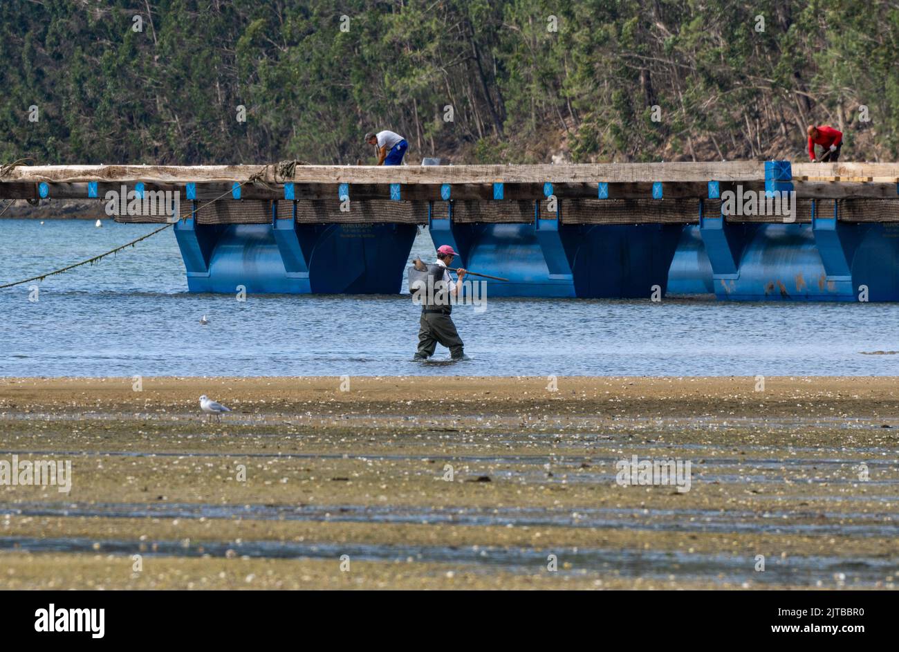 Mussel Raft Assembly Shellfisher walking through the water on the beach with his rake and ...