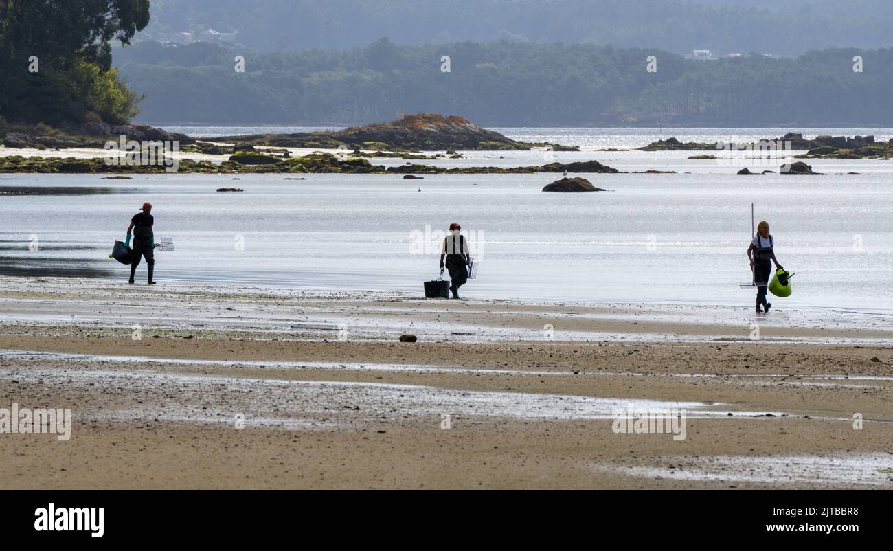 a shellfisher and two shellfishers walking to enter the water to shellfish mussels and clams on a beach in Boiro, Pontevedra. Spain. Stock Photo