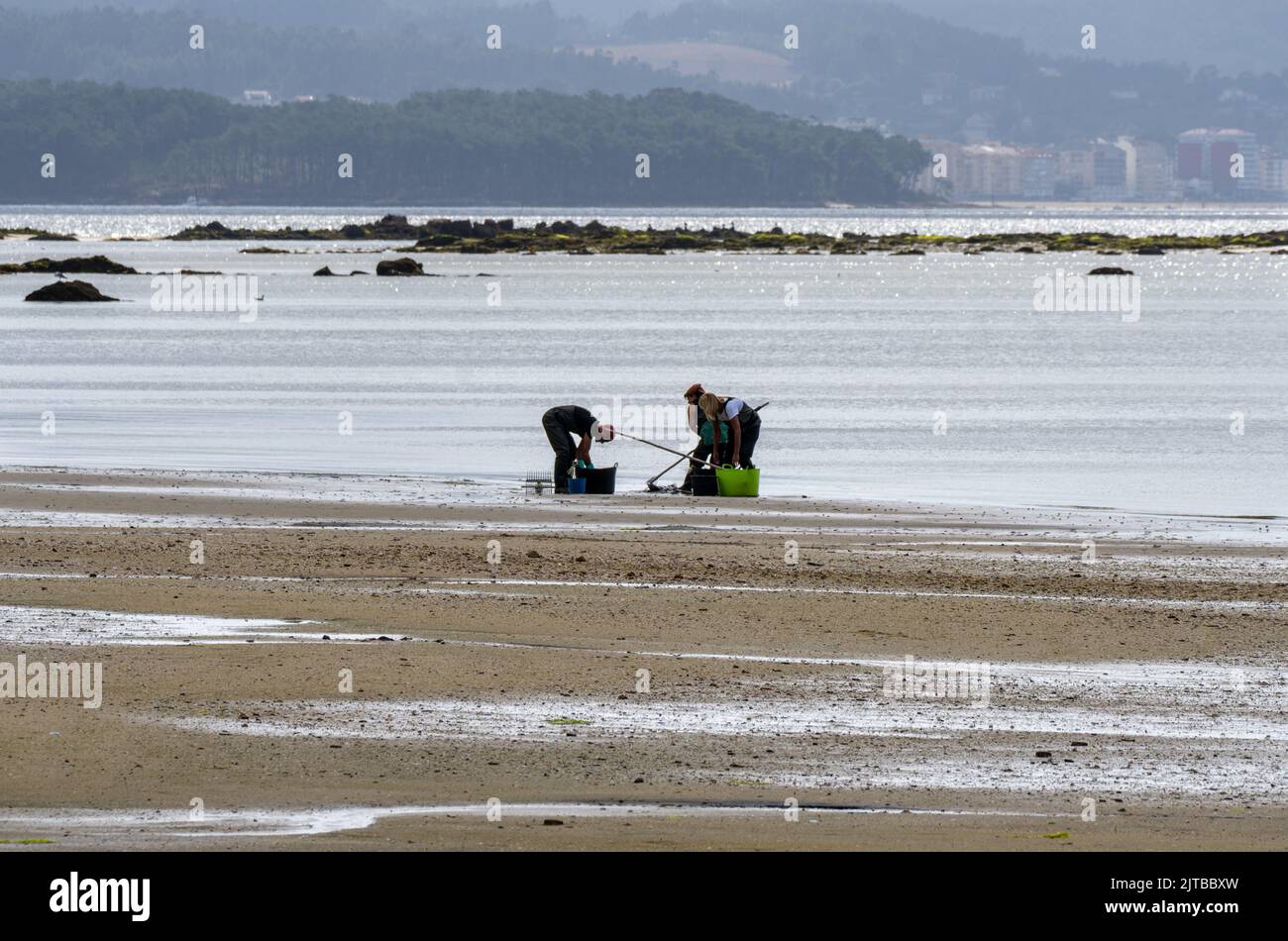 A shellfish collector and two shellfish collectors shellfishing, crouching, in the sand to extract mussels and clams on a beach in Boiro, Pontevedra. Stock Photo