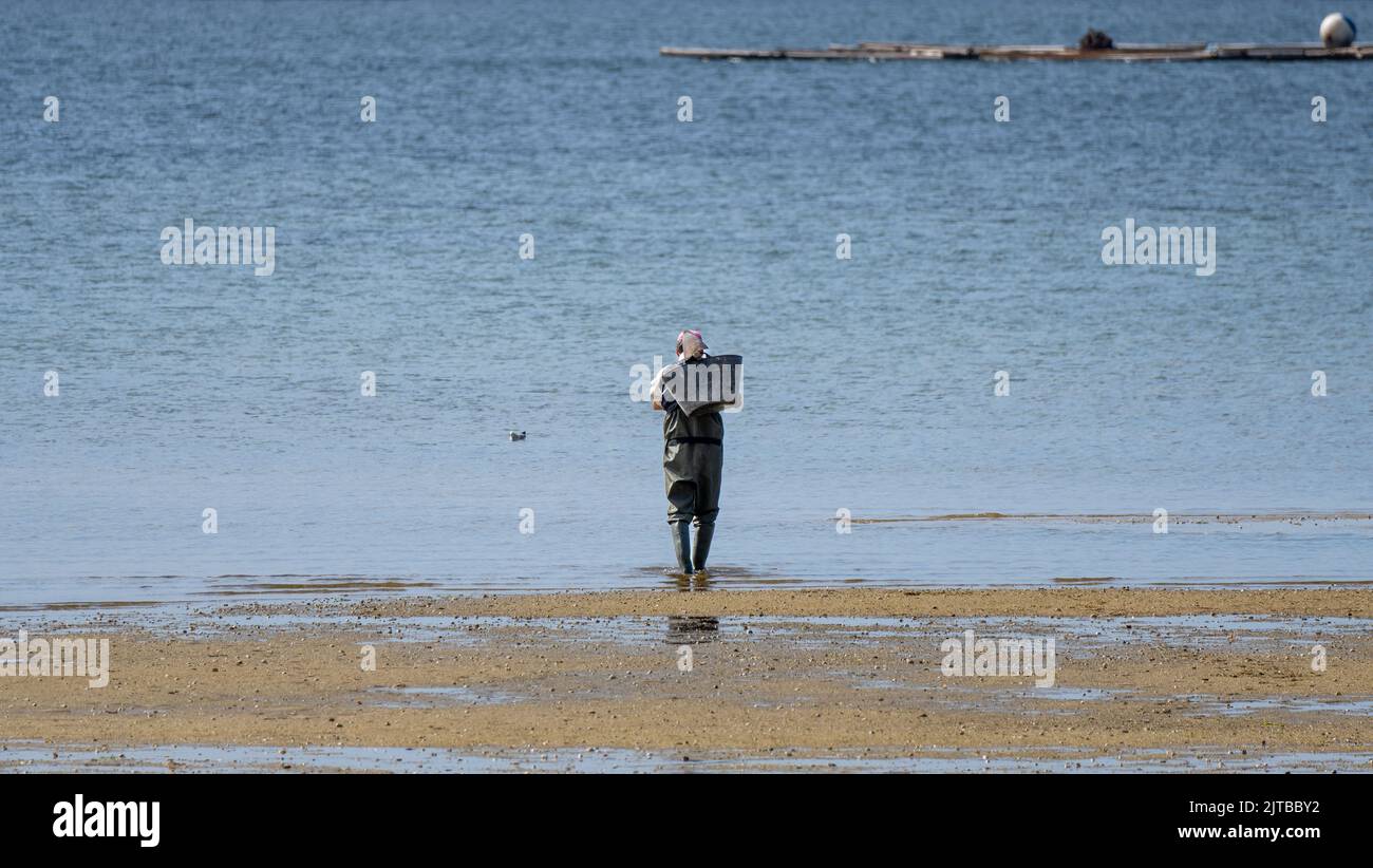 Shellfisher entering the water to shellfish on the beach of Mañons in Boiro. Rias Baixas. Stock Photo