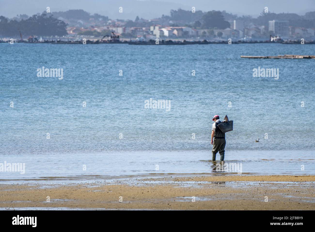 Shellfisher entering the water to shellfish on the beach of Mañons in Boiro. Rias Baixas. Stock Photo
