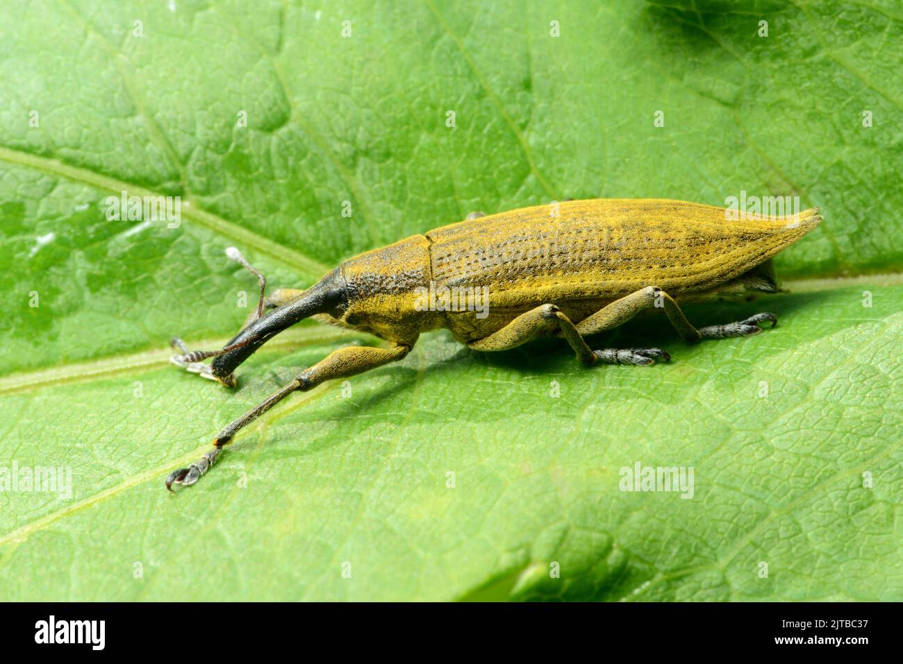 Large yellow weevil Lixus iridis on a leaf of a plant in Belarus Stock Photo
