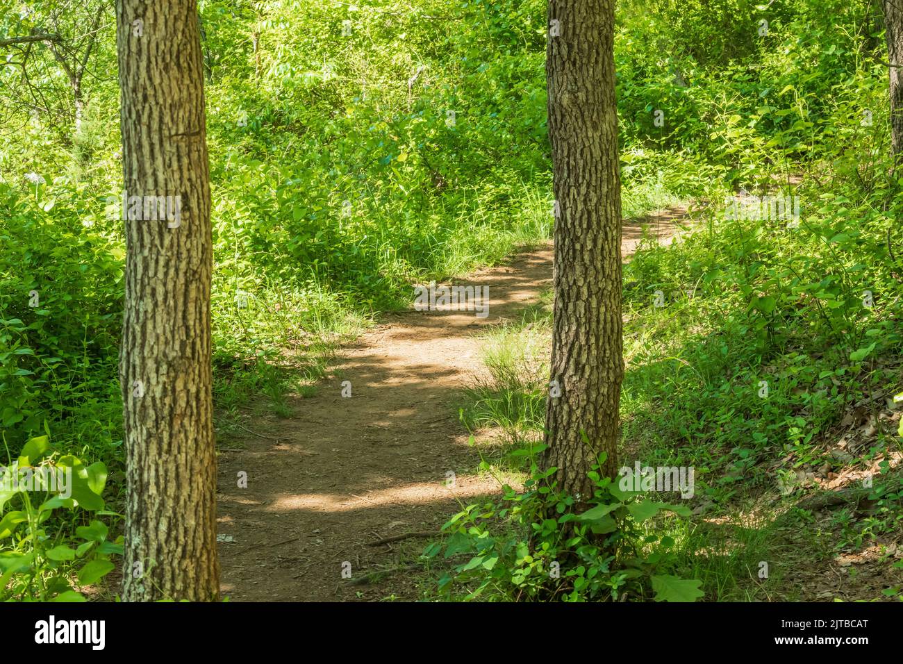 A trail through the woods with trees in Baltimore, Maryland, Serpentine ...