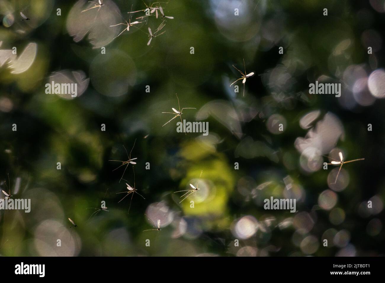 A swarm of mosquitoes or winter gnats, catching the light in trees, against a bokeh background, West Yorkshire, England, UK wildlife Stock Photo