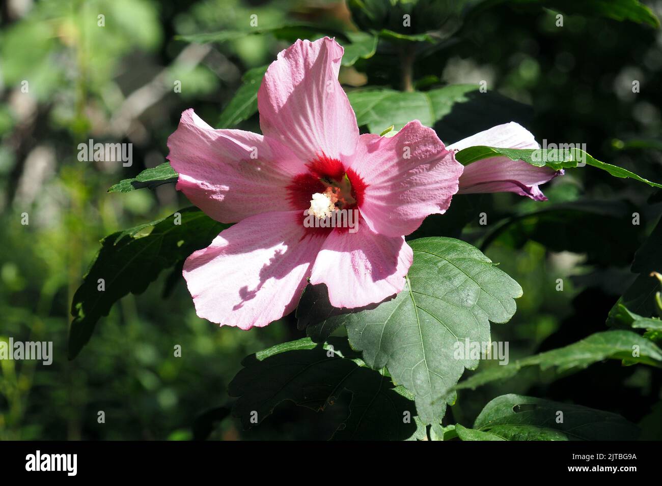 Korean rose, Syrian ketmia, shrub althea, rose mallow, Straucheibisch