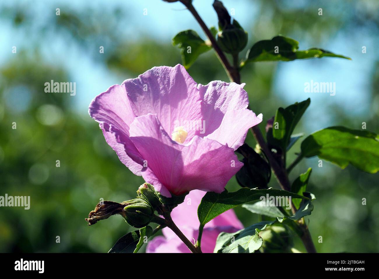 Korean rose, Syrian ketmia, shrub althea, rose mallow, Straucheibisch